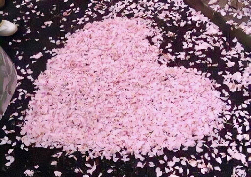 heart-shaped cherry blossom art