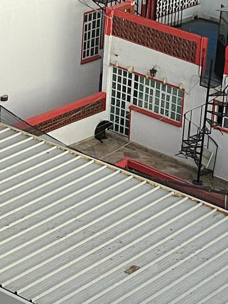 annagraciano's tweet photo. @PAOTmx No creo que este perrito sea un regalo, pero sin duda es uno abandonado, lo dejan solito en la azotea todo el día, duerme ahí, no se ve que tenga un techo donde protegerse del sol o la lluvia, llora y ladra no sé si se pueda hacer algo 🥺 @BJAlcaldia https://t.co/yQk3O2de5e
