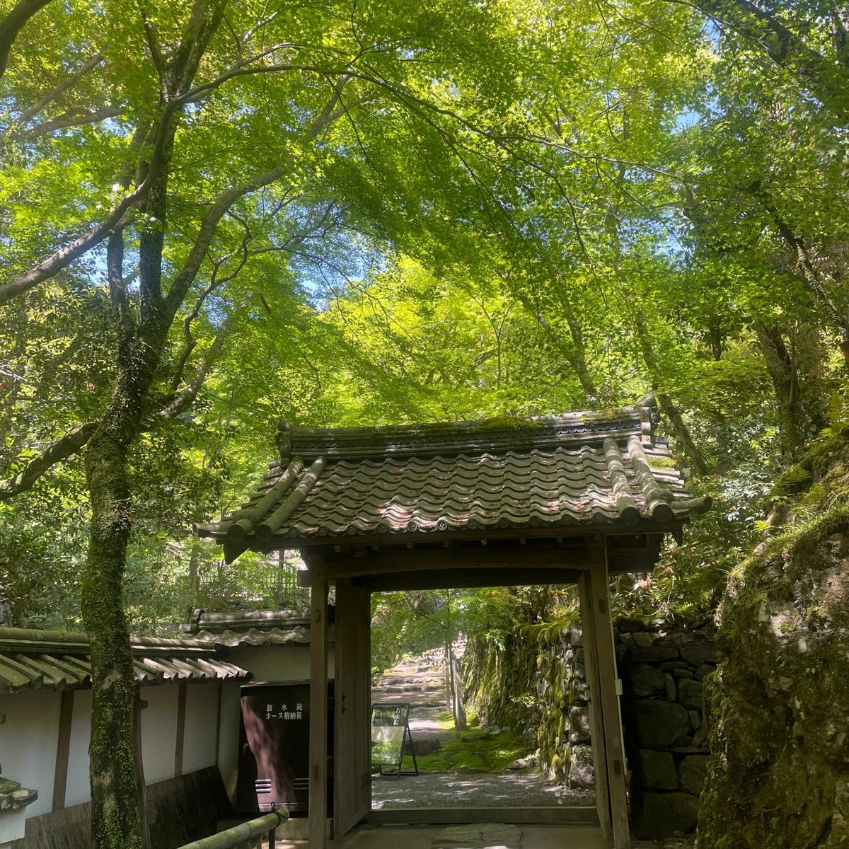 vice89152195's tweet photo. 京都郊外は徒歩で世界外桃源美山町に迷い込む
日本で最も古い茶園と出会った
お茶が好きな私にとっては本当に大きな驚きです
栄西は中国から日本に帰る時にお茶の種を持ってきたと伝えられている

#东京
#日本の茶道
#茶道
#茶道好きな人と繋がりたい
#徒歩キャンプ
#山登り
#京都 https://t.co/4QbQiTy80u