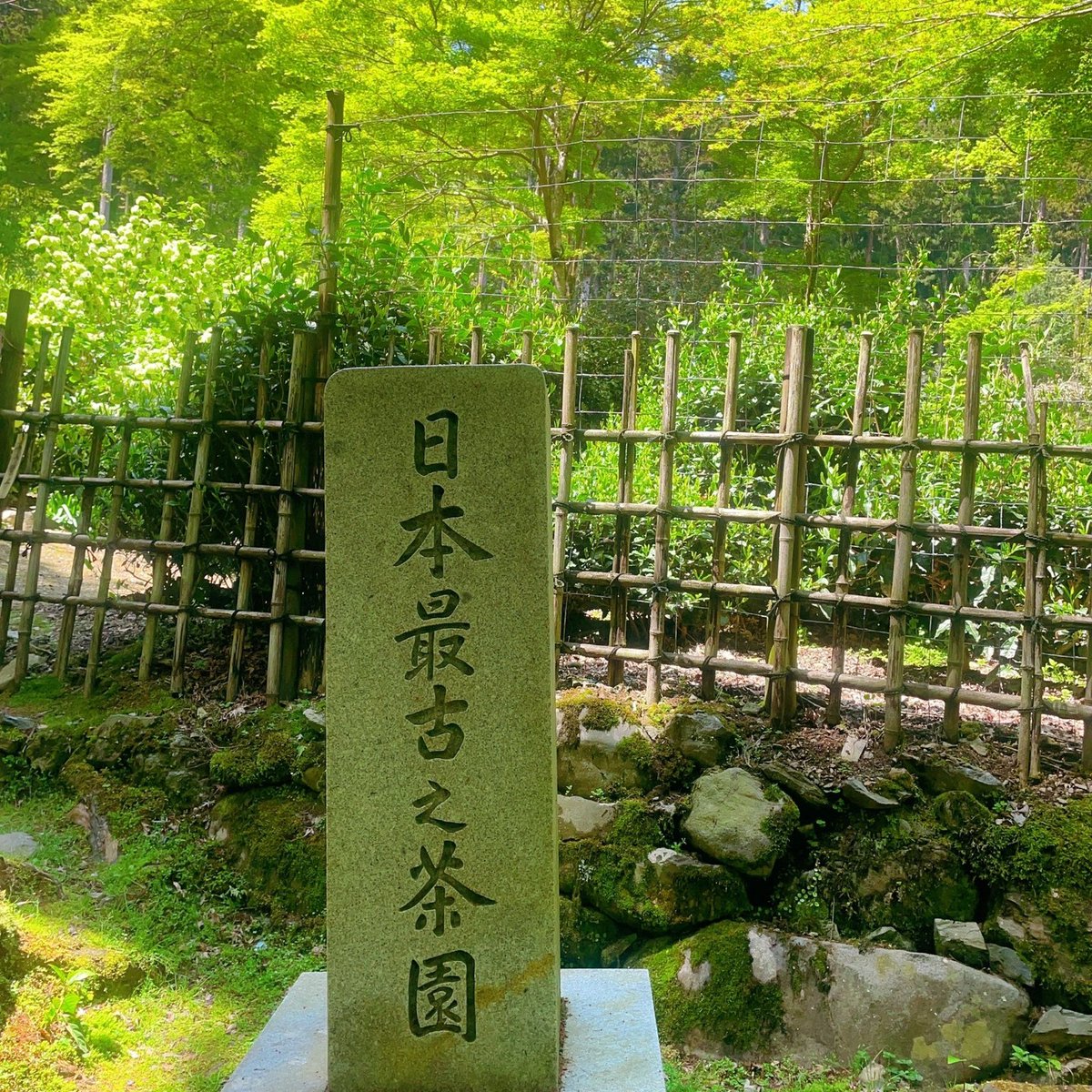 vice89152195's tweet photo. 京都郊外は徒歩で世界外桃源美山町に迷い込む
日本で最も古い茶園と出会った
お茶が好きな私にとっては本当に大きな驚きです
栄西は中国から日本に帰る時にお茶の種を持ってきたと伝えられている

#东京
#日本の茶道
#茶道
#茶道好きな人と繋がりたい
#徒歩キャンプ
#山登り
#京都 https://t.co/4QbQiTy80u
