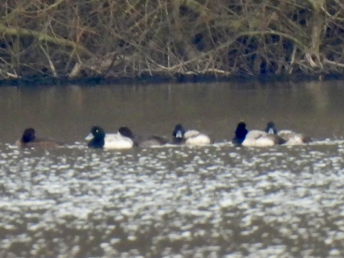 marburypatch's tweet image. 6 Scaup (4 Drakes) found on Budworth Mere @marburypatch this morning by  @gregfjbaker They were unfortunately flushed by sailing club dinghy but relocated to Pickmere