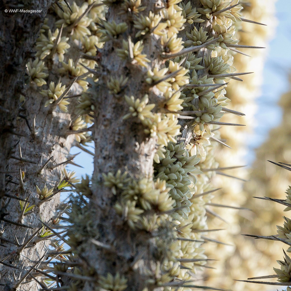 World_Wildlife's tweet image. Between the decline of tourism due to COVID-19 and a devastating drought, the livelihoods of people in Madagascar have been significantly impacted. WWF and partners are working directly with local communities on sustainable livelihood initiatives that are not tourism-dependent.