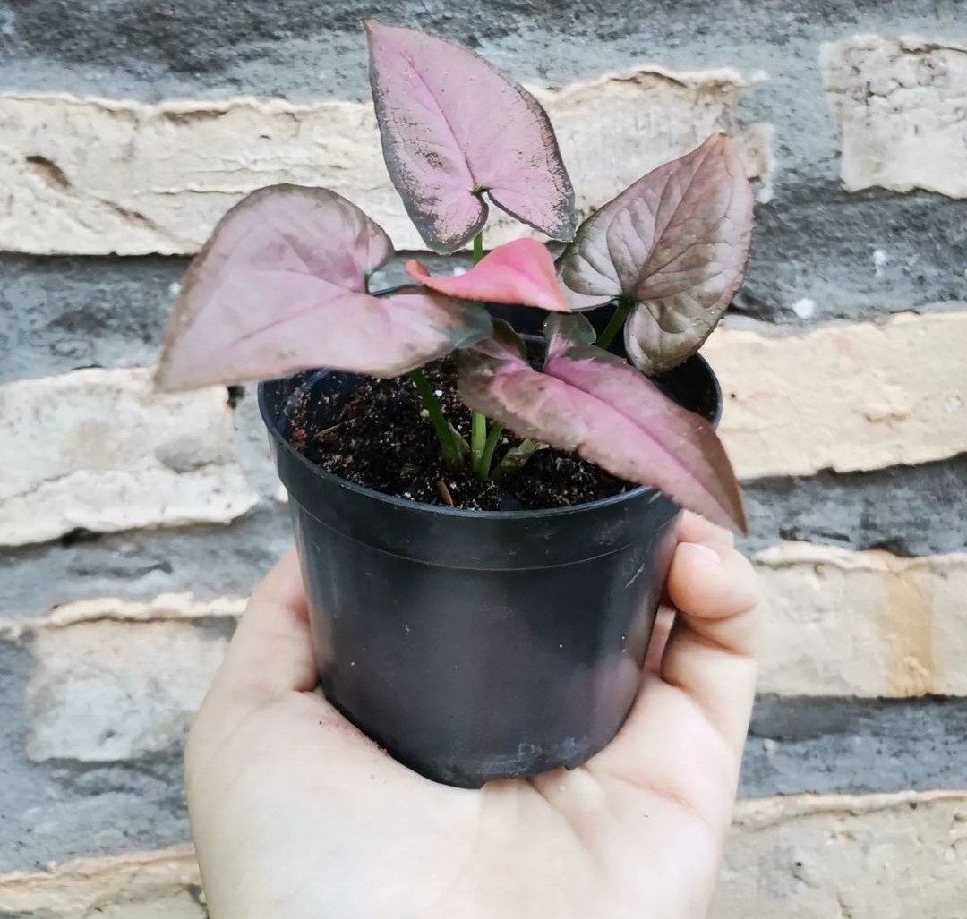 Red Panda tweet media