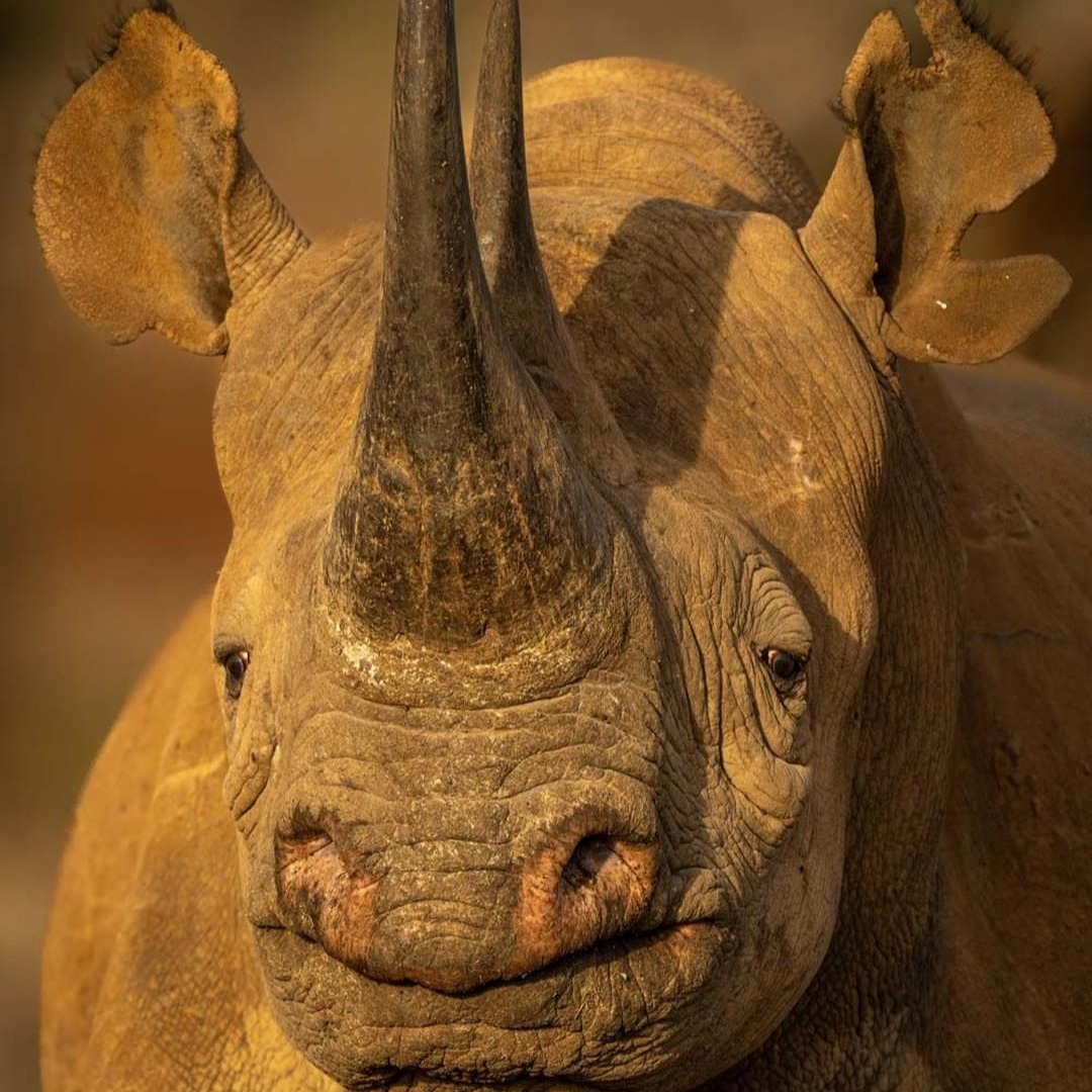 Rhinos boast one or two distinctive horns, which are made of keratin, the same protein found in our hair and nails! 🦏 #EarthCapture by @nickdalephotography via Instagram