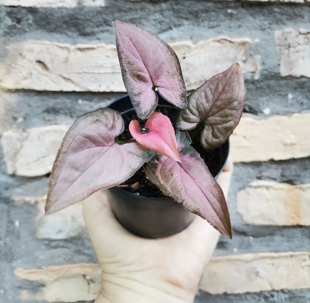 Red Panda tweet media