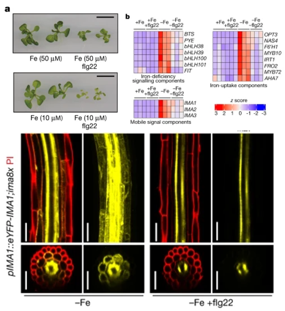 KevinRobePhD's tweet image. Spatial IMA1 regulation restricts root iron acquisition on MAMP perception
nature.com/articles/s4158…
Very nice paper!👏