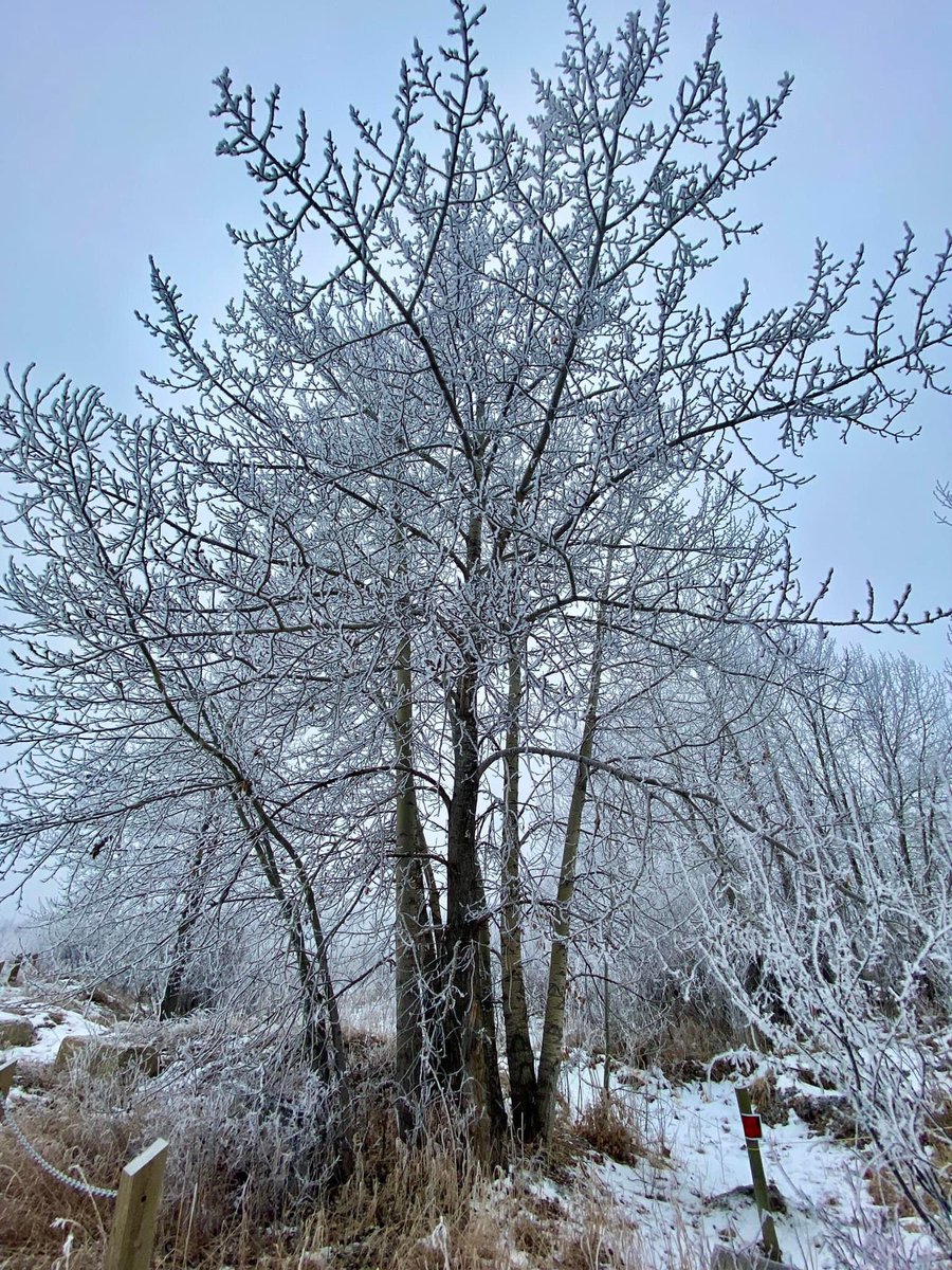 lifesucksoff's tweet photo. Darlinggggsss  I AM SARDIII☃️🥶❄️
-30
#wintervolliefde 
#CalgarySnow https://t.co/WGFYiTMUHH