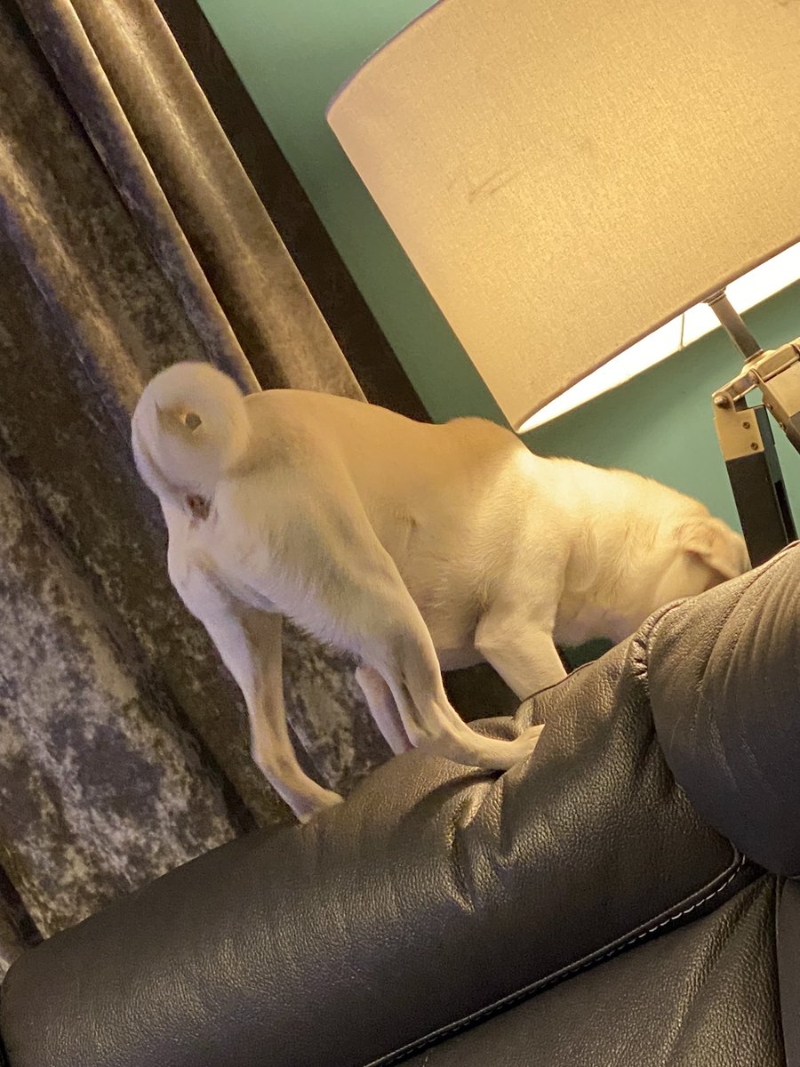 MadleeRage29's tweet photo. He’s so gonna fall down behind the corner sofa abyss one day #PugProblems #FuntimeFrankie https://t.co/qeLkdEvwfg