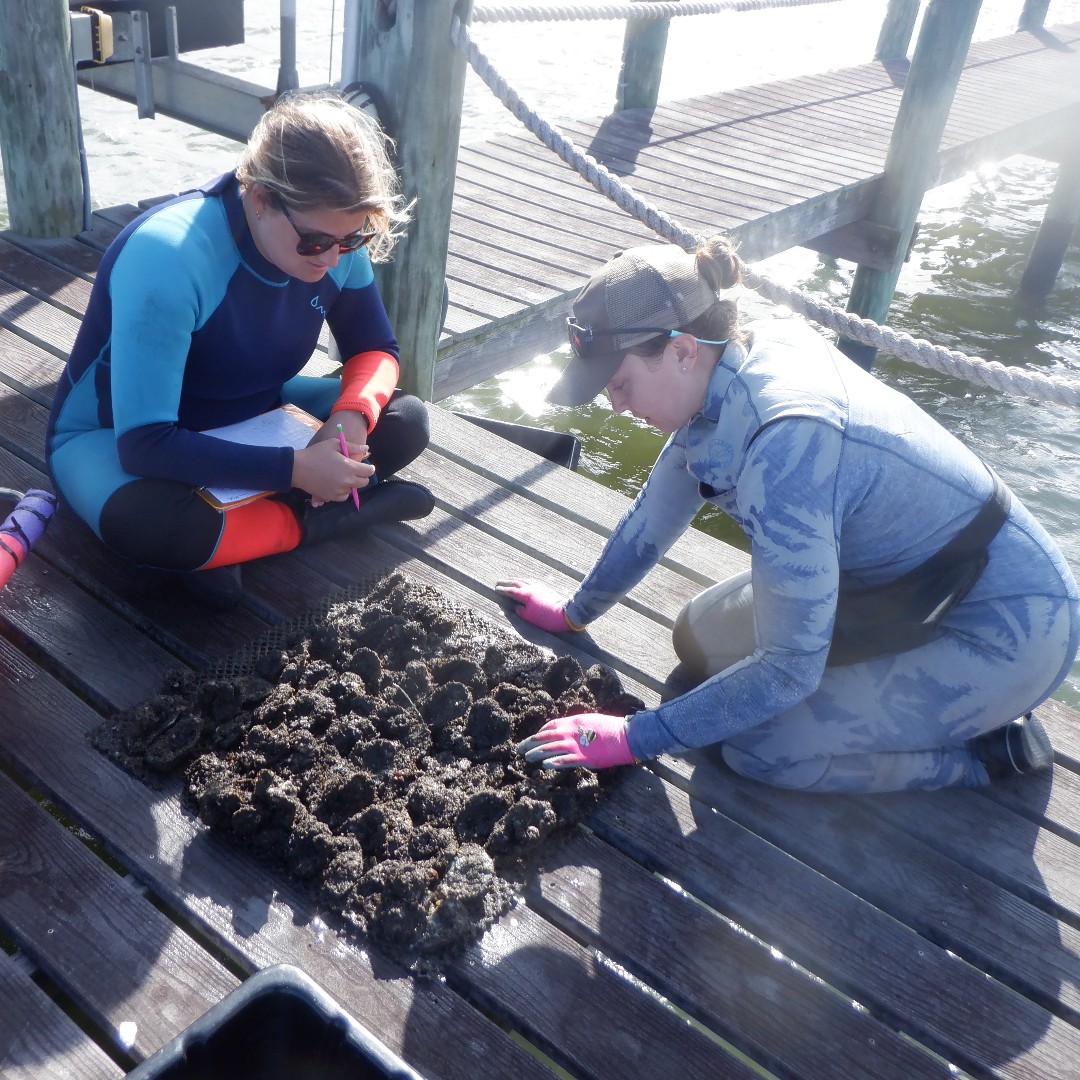 FLOceanographic's tweet photo. November marked our second assessment of 15 Living Docks in the IRL and SLE. Deployed in April, these oyster mats have flourished, housing a variety of organisms. This diverse habitat shows promise for enhancing biodiversity. #OneLagoon #Biodiversity #LivingDocks https://t.co/8EbZe7OerG