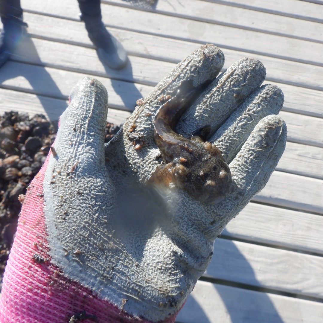 FLOceanographic's tweet photo. November marked our second assessment of 15 Living Docks in the IRL and SLE. Deployed in April, these oyster mats have flourished, housing a variety of organisms. This diverse habitat shows promise for enhancing biodiversity. #OneLagoon #Biodiversity #LivingDocks https://t.co/8EbZe7OerG