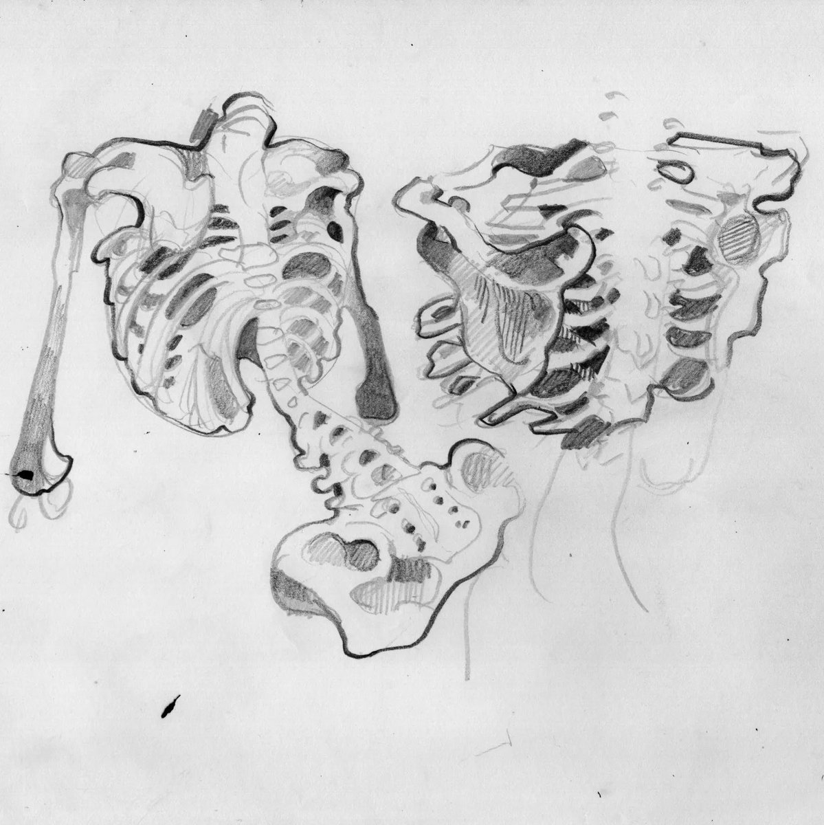 kanitattoos's tweet photo. Horrified to realize that I don't. Think ive posted here since i started art school?????????? Thats so long. Sorry abt being so sparadic. Heres some bone doodles. #anatomy #bones #sketchbook https://t.co/5L1gc8qo72