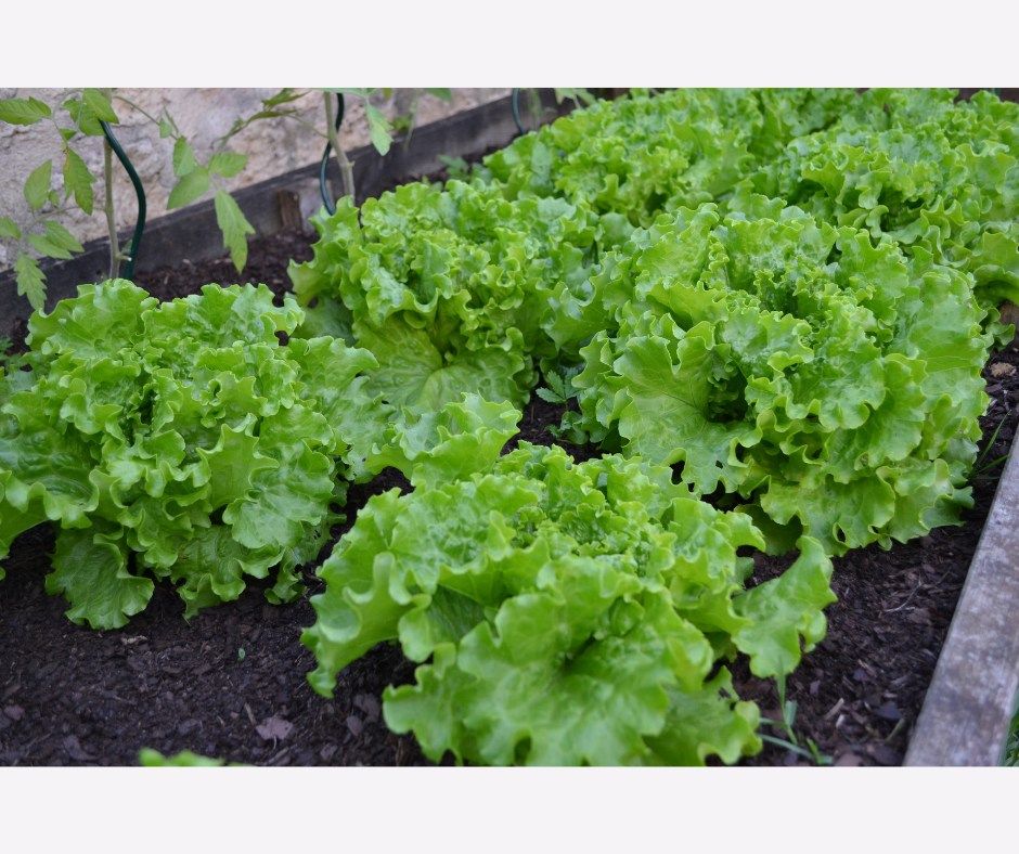 prohuerta's tweet photo. #Recomendaciones para la huerta de verano 1

Durante los meses de calor es clave la rotación de cultivos para lograr éxito en todo el trabajo de siembra y cosecha. Por eso, es necesario cultivar especies distintas a las cultivadas en invierno.

¡Mirá! https://t.co/Hkg8nGYXMC https://t.co/odiptsFx5I