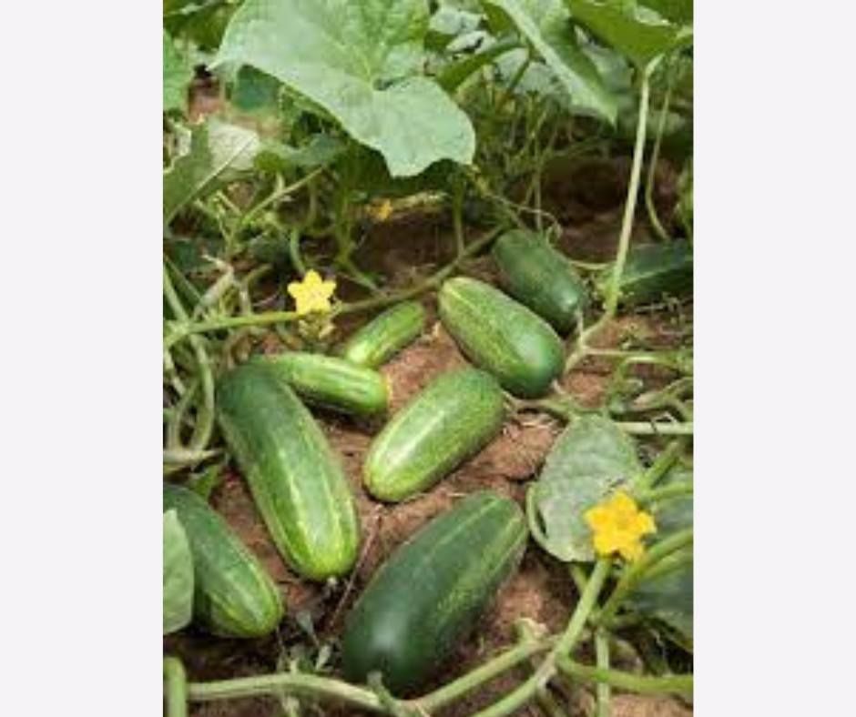prohuerta's tweet photo. #Recomendaciones para la huerta de verano 1

Durante los meses de calor es clave la rotación de cultivos para lograr éxito en todo el trabajo de siembra y cosecha. Por eso, es necesario cultivar especies distintas a las cultivadas en invierno.

¡Mirá! https://t.co/Hkg8nGYXMC https://t.co/odiptsFx5I
