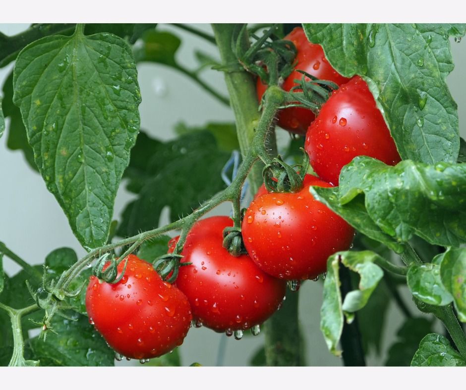prohuerta's tweet photo. #Recomendaciones para la huerta de verano 1

Durante los meses de calor es clave la rotación de cultivos para lograr éxito en todo el trabajo de siembra y cosecha. Por eso, es necesario cultivar especies distintas a las cultivadas en invierno.

¡Mirá! https://t.co/Hkg8nGYXMC https://t.co/odiptsFx5I