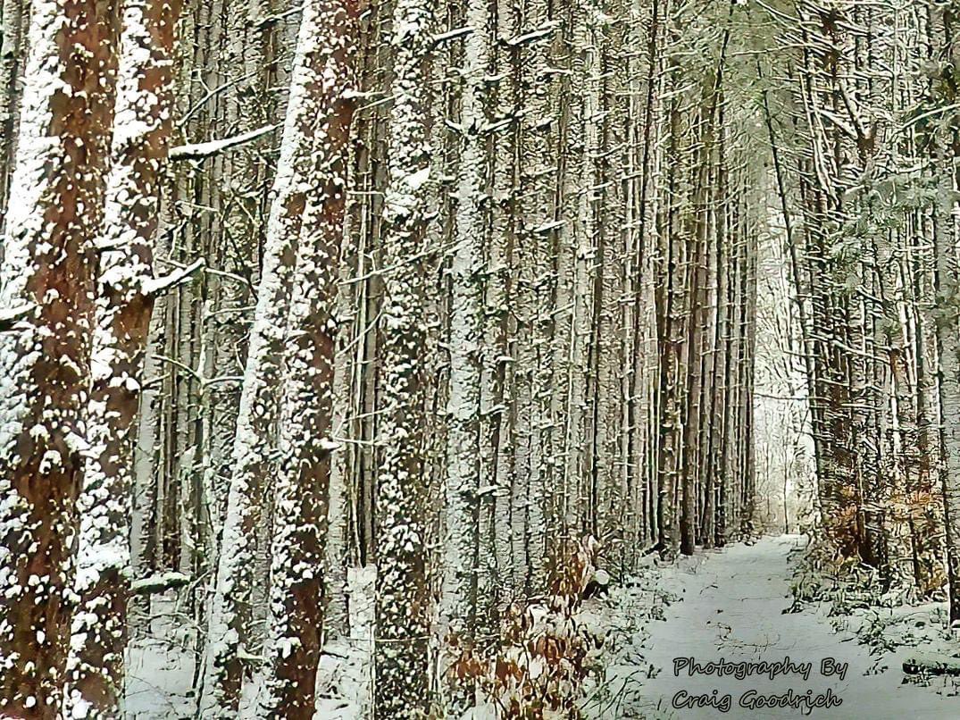 We received wet heavy snow yesterday so I took a hike out back to the Red Pines and captured this photo.  Enjoy!  #redpines