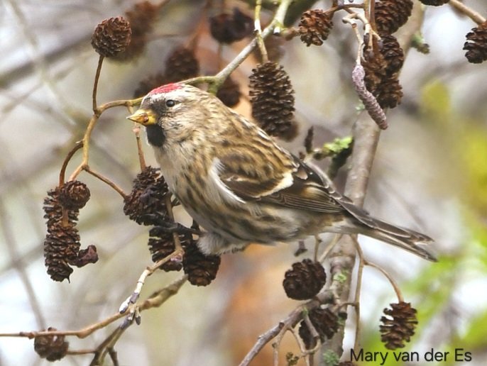 maryvanderes's tweet photo. #BirdsSeenIn2024
#Grote_Barmsijs #Acanthis_flammea #Common_Redpoll in the #Netherlands .
@TotoRin0 @Britnatureguide https://t.co/tHYwUzi7wy