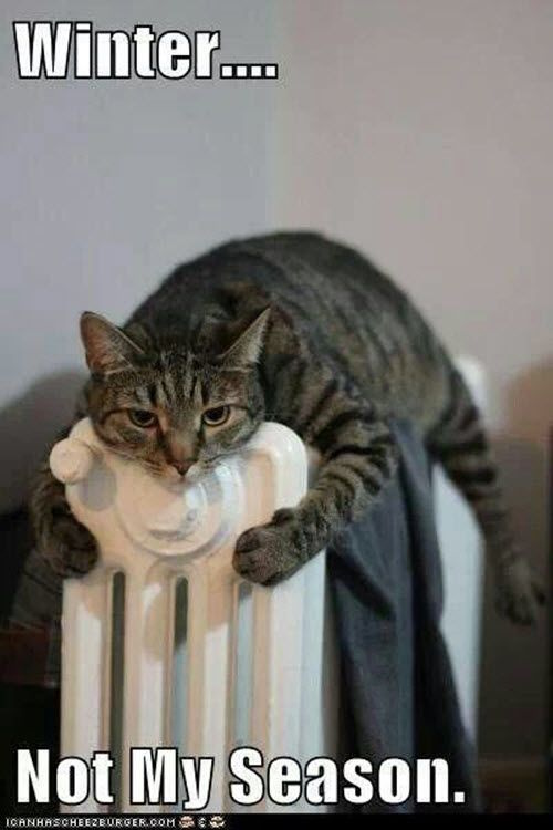 tclynx's tweet photo. You and me cats, not a fan of the cold.
Any of you have cats that love the cold ?
#catframes #CatsOfTwitter #cats #cat #catenrichment #catquiz #catoftheday #cattoys #catsofinstagram #kittens #safecat #catenclosure #catmemes #catios #catification #ragdolls #moggie #advert https://t.co/a2fqxTGRSl