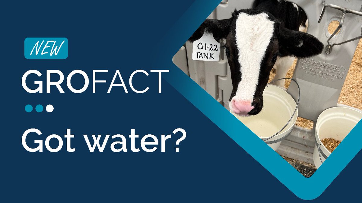 GroberNutrition's tweet photo. Water matters for your calves! Explore the importance of providing clean water from day 1 in our latest #GroFact. Read more on our insights into calf pre-weaning success here: https://t.co/TXsBWIWnKT https://t.co/fzUIl5udL1