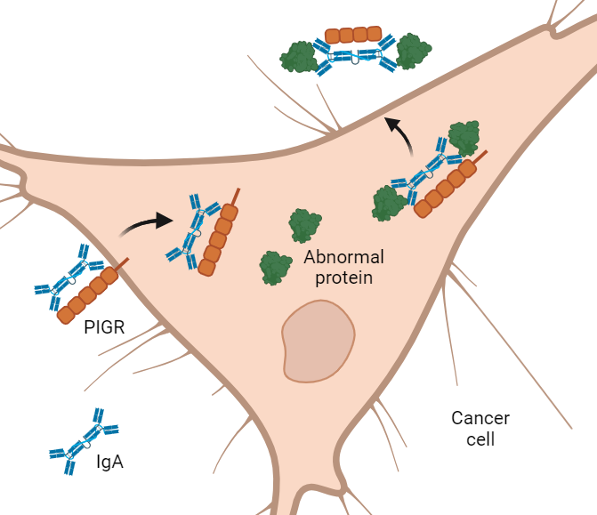 Antibodies currently used in many cancer treatments have only been able to reach proteins outside of cancer cells. In a new study in mice, scientists found a way to target cancer-fueling KRAS and IDH1 proteins buried inside cancer cells. spr.ly/6019RWcdf #CancerTreatment