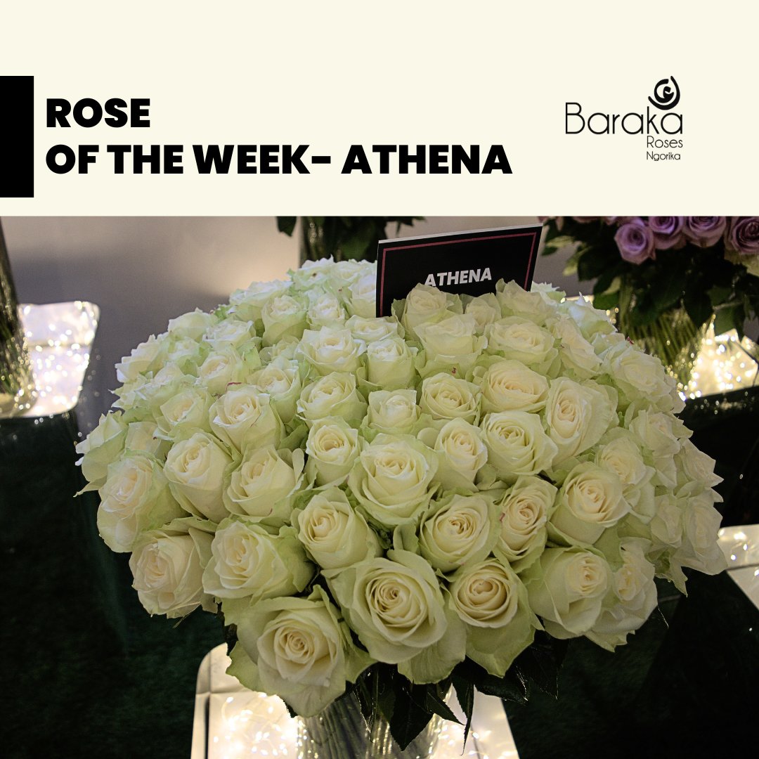 BarakaRoses's tweet photo. "Athena Roses stand out with their remarkable head size of 5cm+. Their secret? A vase life of 14-16 days extends the joy of their beauty. Don't miss out! Order your Athena Roses today at https://t.co/chZNKGqEol and let their splendor grace your space. 
#barakaroses #kenyanflower https://t.co/7zt3HDB9AO