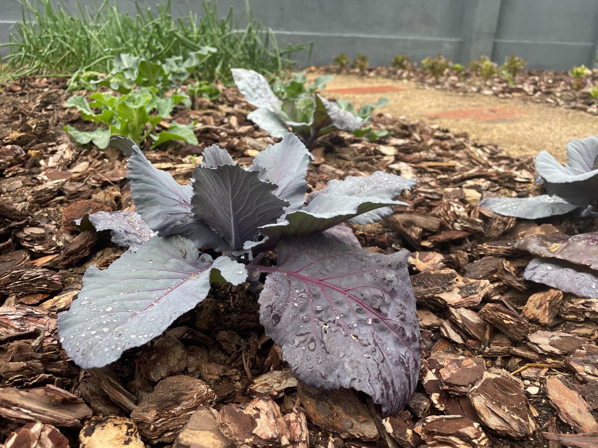 femarec's tweet photo. Per al nostre hortet la pluja sempre és benvinguda! Com la trobàvem a faltar! ☔

L'aigua és vida! 🌱

#hort #hortet #prelaboral #insercio #sociolaboral #femarec https://t.co/5N7l1pmErg