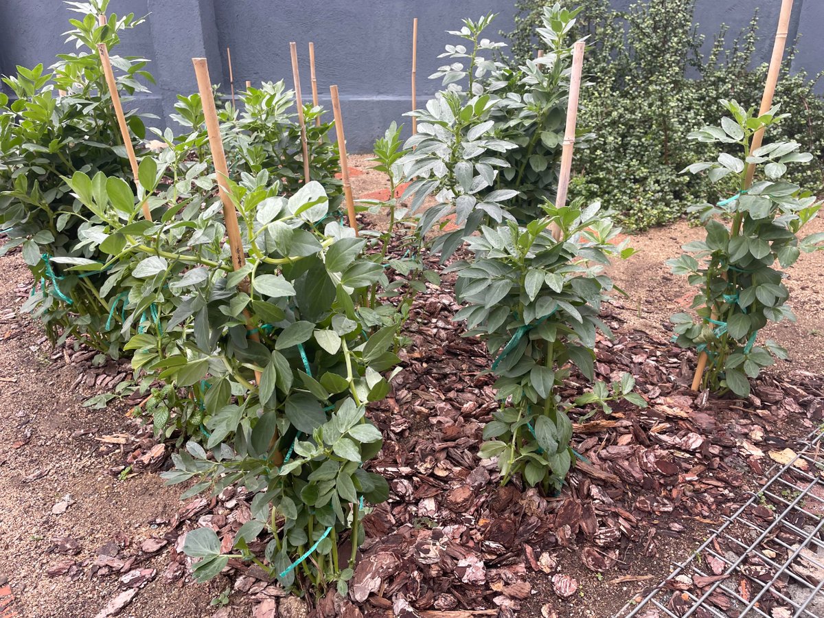 femarec's tweet photo. Per al nostre hortet la pluja sempre és benvinguda! Com la trobàvem a faltar! ☔

L'aigua és vida! 🌱

#hort #hortet #prelaboral #insercio #sociolaboral #femarec https://t.co/5N7l1pmErg
