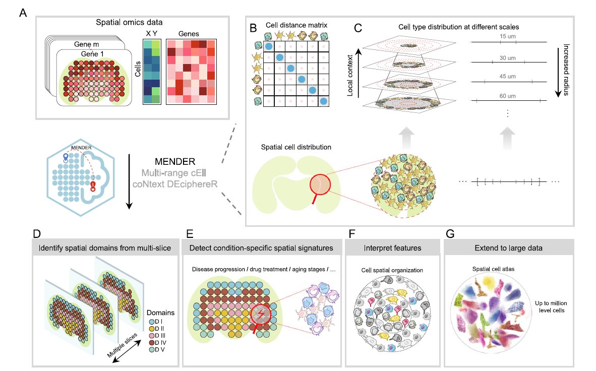 We love learning about new #ComputationalTools for analyzing #SpatialData! MENDER is a novel tissue structure identification tool utilizing cellular neighborhood structures observed across spatial technologies now published in @NatureComms.

Learn more:
hubs.ly/Q02fCYP20