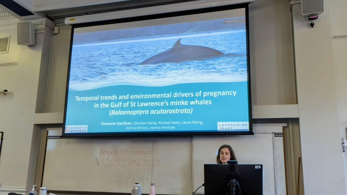 Extracting progesterone from blubber biopsy samples, <a href="/wild_devs/">Devonne</a> investigates pregnancy rates of minke whales (Balaenoptera acutorostrata) in the Gulf of St Lawrence from 2007-2015, revealing unusually high pregnancy rates despite fluctuations in prey availability. #UKIRSC24