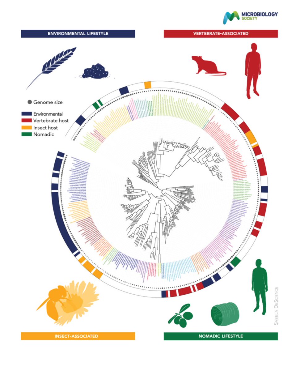 MicrobioSoc's tweet photo. Learn about the Lactobacillaceae in the latest Microbe Profile article. Published #OpenAccess and fee-free in #MicrobioJ using a #PublishAndRead agreement: https://t.co/0nP7J0jWDv https://t.co/HoEeKiHFCl