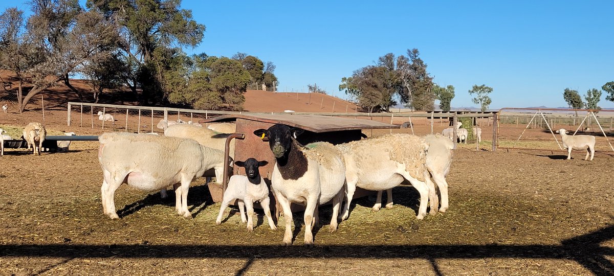 Stockfarmmag's tweet photo. Nutrition contributes more than 70% to the production and reproduction performance of a sheep flock. Read more about body condition scoring of your ewes: https://t.co/aLx9l1fF9B.
#Feedtek #FeedtekProducts #FeedtekQuality #AskForFeedtek #ProudlyFeedtek #MixFeedtekFeed https://t.co/63CkUvM7f9