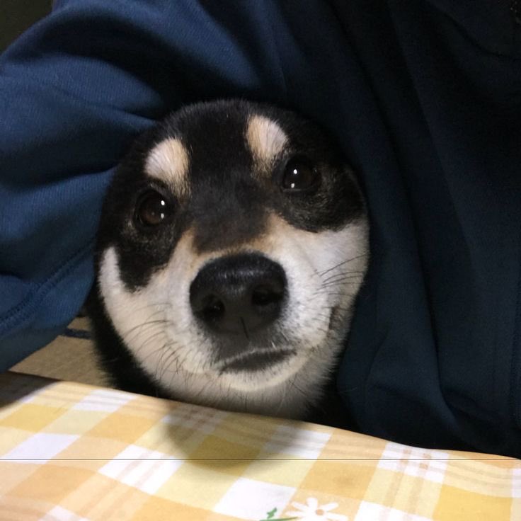 듕한이 형.. 눈감지마
우리 그냥 툭 진실게임하는거야
혹시 좋아하는
강아지잇어?.............