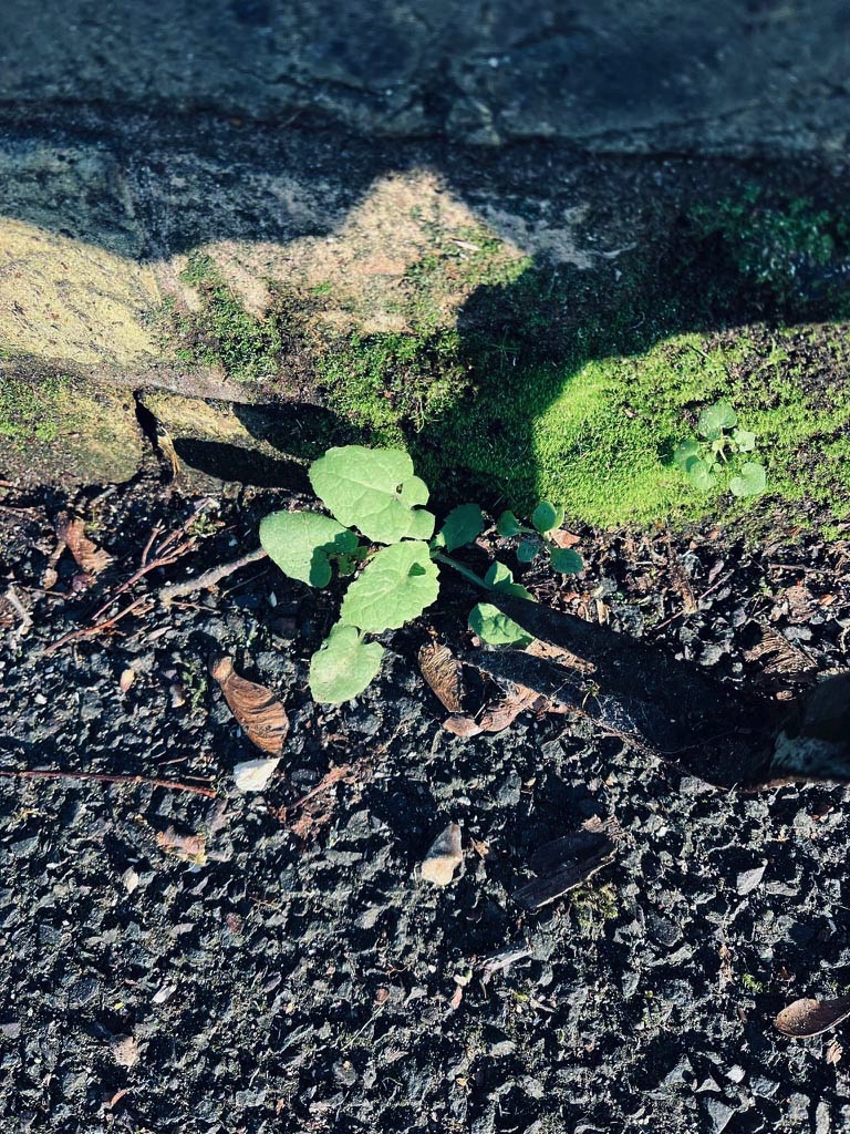 With full support from my neighbours I'm hoping we can now opt out of glyphosate spraying along a 95 metre stretch of wall. Apart from the negative environmental impact of this product we think it pointless to waste our council tax money on spraying bits of grass and moss.