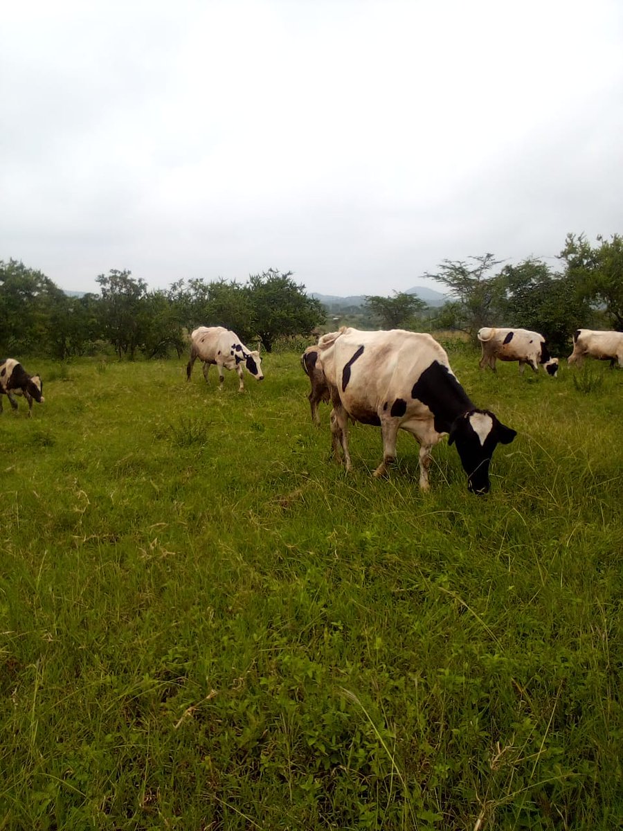 nashipae_2548's tweet photo. When the time slows down and cow-mpanionship brings pure joy. π€..ππ
#cowtime #Farmfulfillment https://t.co/mAJBRrbFey
