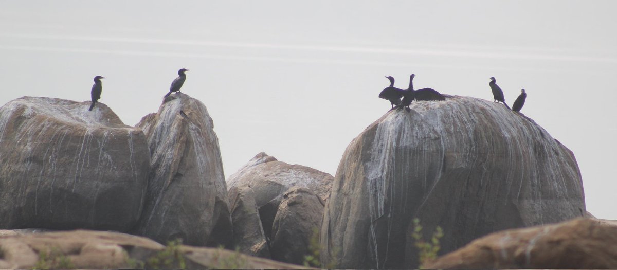 Rengali Backwaters....Ultimate Birding Paradise in Deogarh Forest Division. #Mid-Winter Waterfowl Census -2024 @CMO_Odisha @ForestDeptt @pccfodisha @PCCFWL_Odisha @Deogarhdistadmn @angul_dm @DFOAngul @odisha_tourism