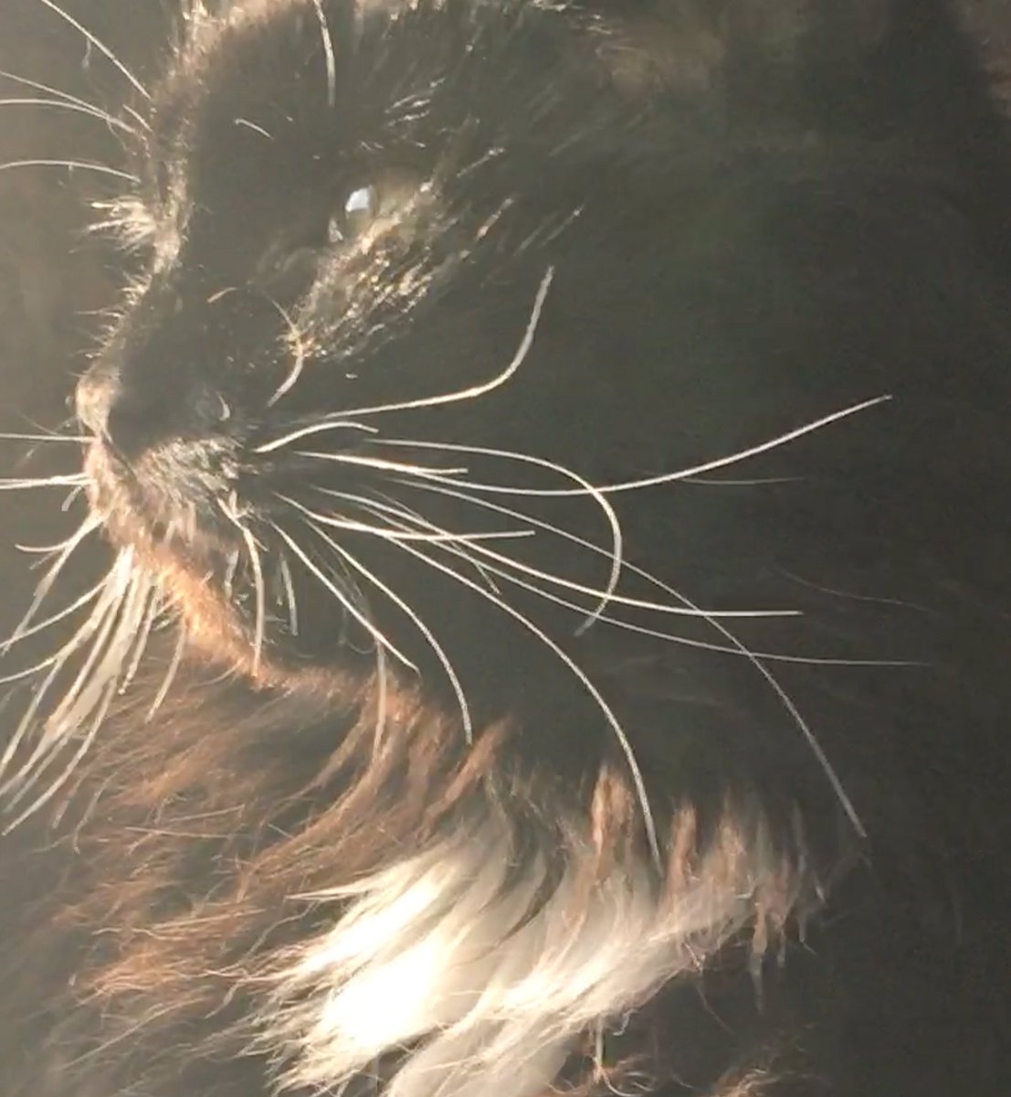 Jessie Cat & Scruffy Jack🌈❤️ tweet media