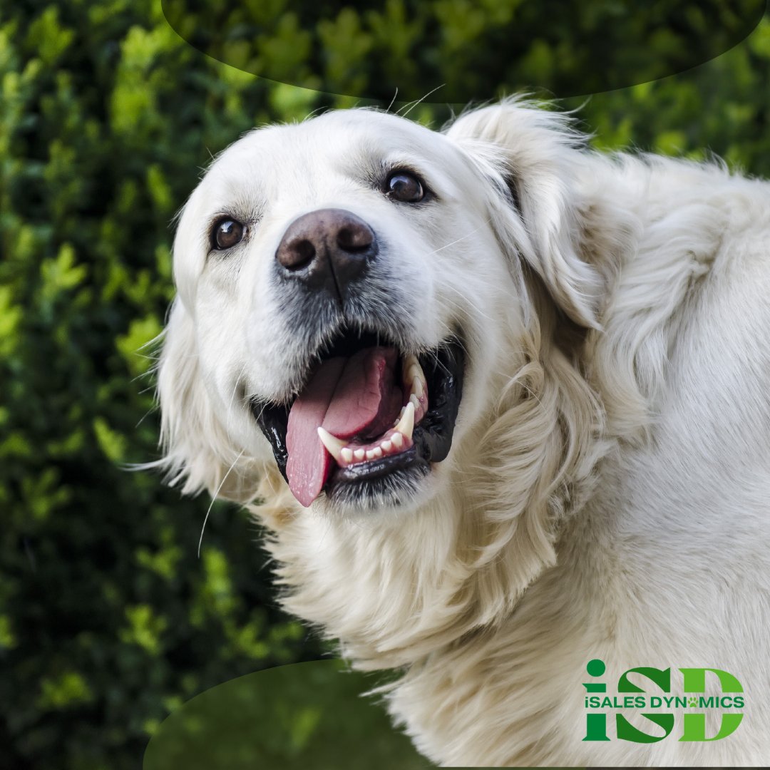 🐶  B2B sales can be a bit "ruff" at times, but remember, every "no" brings you one step closer to a resounding "yes"!  🐾 Stay determined! #SalesJourney #B2BChallenges #PersistencePaysOff