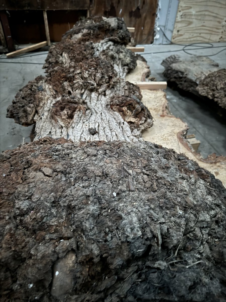 CRCScriptor's tweet image. En stamme med mange års liv og erfaring 😉