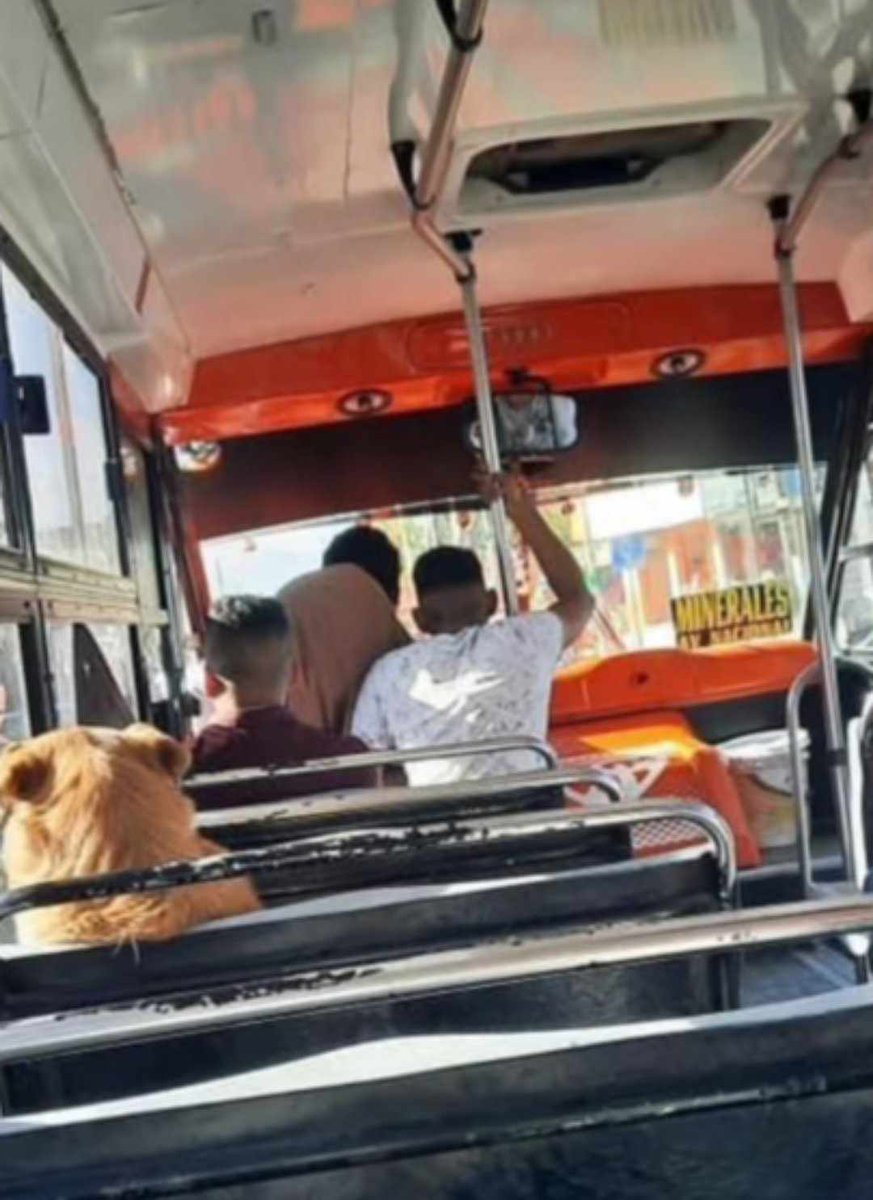 🐕 No es un chico malo, solo quiere ser él mismo 😔 Este lomito de nombre Boby se subió a un microbús en Puebla y se extravió por días, afortunadamente gracias a las redes sociales su dueña lo pudo recuperar 👏🏻😍