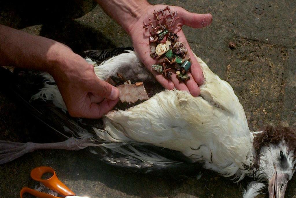 Gabrielasjr's tweet photo. Cada año se producen más de 430 millones de toneladas de plástico.
2/3 se convierten en desechos tras usarlos por muy poco tiempo. 

Invaden nuestros océanos y perjudican la vida acuática y humana. En particular, quisiera compartir con ustedes algunas evidencias sobre los Microplásticos y las consecuencias corroboradas de sus graves efectos en la vida.

Los microplásticos son pequeñas piezas de plástico que contaminan el ambiente y con ello a todas las formas de vida. Los microplásticos, que pueden tener hasta 5 milímetros de diámetro, desembocan en los océanos a causa de la descomposición de los desechos plásticos marinos, la escorrentía de las cañerías, las fugas de las fábricas, entre otras fuentes.

Cuando son ingeridos por la vida marina, como aves, peces, mamíferos y plantas, los microplásticos provocan efectos tanto tóxicos como mecánicos, lo que da lugar a problemas como la reducción de la ingesta de alimentos, la asfixia, los cambios de comportamiento y la alteración genética.

Además de invadir en la cadena alimentaria humana a través de los mariscos, las personas pueden inhalar microplásticos del aire, ingerirlos del agua y absorberlos a través de productos para la piel. Se han encontrado microplásticos en diversos órganos humanos, e incluso en la placenta de los recién nacidos.

El informe "De la contaminación a la solución del PNUMA de 2021" alertaba de que las sustancias químicas presentes en los microplásticos "están asociadas a graves consecuencias para la salud, especialmente en las mujeres". Entre ellas se cuentan alteraciones de la genética humana, del desarrollo cerebral y de la frecuencia respiratoria, entre otros problemas de salud.

En diciembre de 2020, la Sociedad Endocrina publicó su informe "Plásticos, salud y disruptores endocrinos", que reveló una verdad escalofriante: se encontraron 144 sustancias químicas procedentes de plásticos en los cuerpos de las personas estudiadas. Cáncer, diabetes, infertilidad, todas estas sustancias tienen un impacto directo en nuestra salud. Y si esto afecta a toda la población, las mujeres son las mayores víctimas.

Salud, cosméticos y artículos de higiene: 

Los cosméticos y los productos de cuidado personal son otros elementos básicos de las rutinas de aseo personal que pueden estar cargados de microplásticos. Estos productos suelen contener microplásticos primarios, que se fabrican y añaden intencionadamente, a menudo para dar textura, desde el desinfectante de manos y el jabón hasta la pasta de dientes y el desodorante.

Las partículas de plástico de estos productos pueden ser absorbidas por la piel o, en el caso de productos como pintalabios o bálsamos labiales, ingeridas directamente. Los microplásticos que permanecen en la piel acaban siendo arrastrados por el desagüe y pueden llegar a los océanos.

Algunos exfoliantes de cremas para mujeres contienen más de un 10% de microperlas, un tipo de microplástico primario. Asimismo, en un estudio reciente, la campaña Beat the Microbead de la Plastic Soup Foundation descubrió que el 83% de 138 marcas de desinfectantes y geles de manos contenían microplásticos.

Asimismo, desde la Agenda Científica, Industriak, Ambiental y de Salud debemos propiciar actividades conjuntas para reforzar nuestros limitados conocimientos sobre el verdadero impacto de los microplásticos en la salud humana y ayudar a identificar las mejores estrategias a seguir.

Dada su omnipresencia en los artículos domésticos cotidianos, encontrar respuestas a las complejas amenazas que plantean los microplásticos a la vida es un reto crítico y apremiante.

#CienciaParaLaVida 
#CitgoEsDeVenezuela