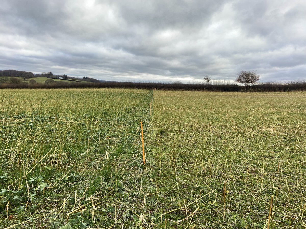 BoycefieldFarm's tweet photo. The process of wintering sheep doesn’t have to be a mud bath. Ewe lambs absolutely flying on this years cover crops. Not making any mess due to carefully managed grazing. Loads of biomass getting returned to the ground. No soil moving, and the number of birds making use of the fields is staggering. Woodcock, all sorts of Finches and a couple of Red Kites all spotted today, as well as plenty of other species that go unnoticed! #LivestockOnTheLand