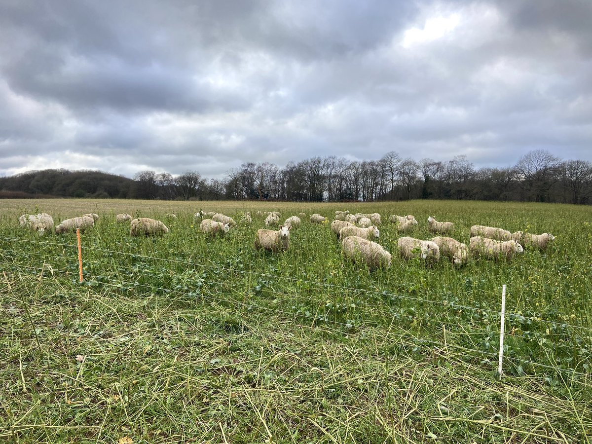BoycefieldFarm's tweet photo. The process of wintering sheep doesn’t have to be a mud bath. Ewe lambs absolutely flying on this years cover crops. Not making any mess due to carefully managed grazing. Loads of biomass getting returned to the ground. No soil moving, and the number of birds making use of the fields is staggering. Woodcock, all sorts of Finches and a couple of Red Kites all spotted today, as well as plenty of other species that go unnoticed! #LivestockOnTheLand