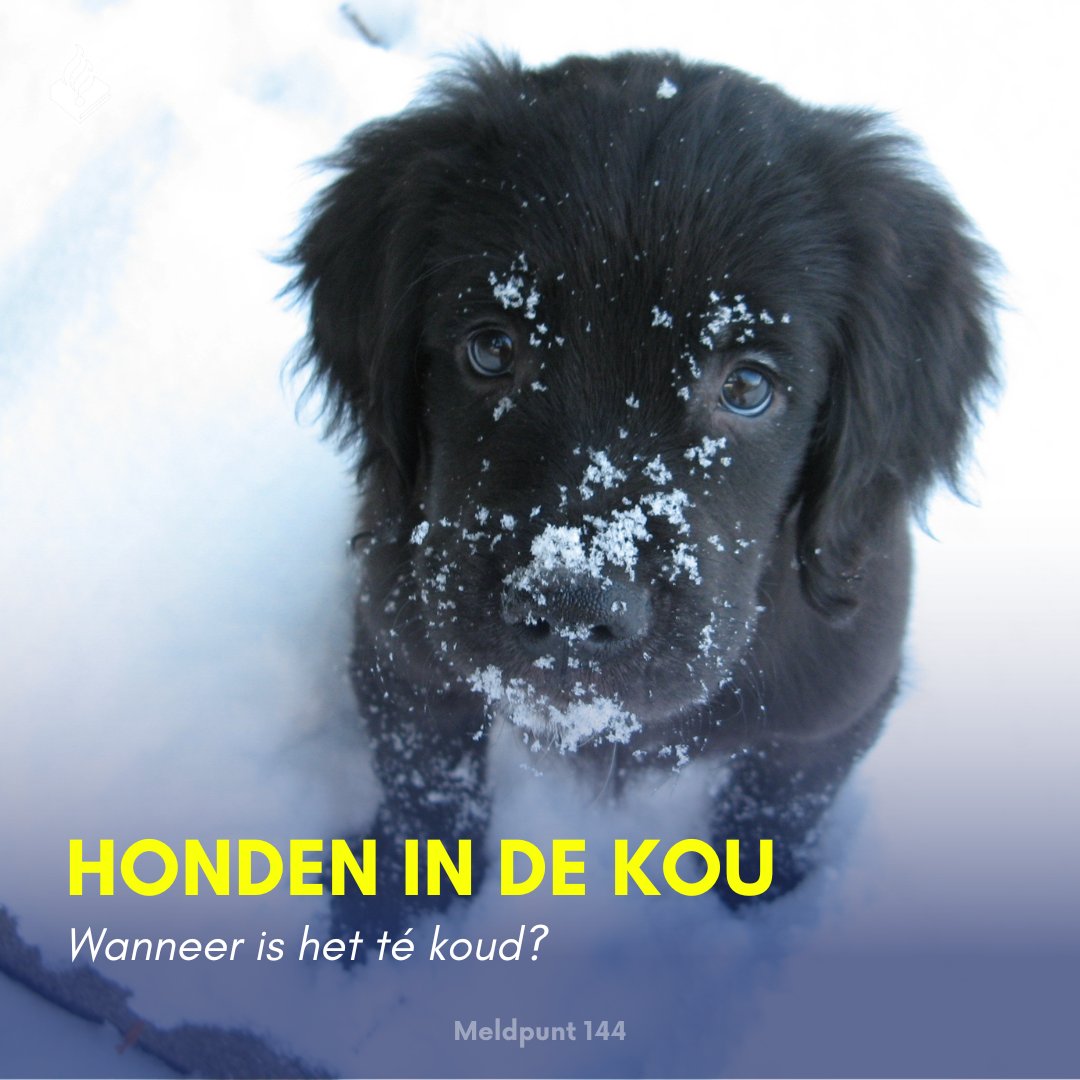 Meldpunt144's tweet photo. #Honden in de kou

Hoe help jij jouw hond tijdens de koudere dagen?

🌡️Onderkoeling bij de hond:
- Rillen
- Futloosheid
- Zwakke ademhaling

Zie je dit? Breng je hond naar een warmere ruimte en geef warm water en suiker. Geen verbetering?📞Dierenarts!

Dierenleed melden? ☎️144 https://t.co/oCv3ljgABZ