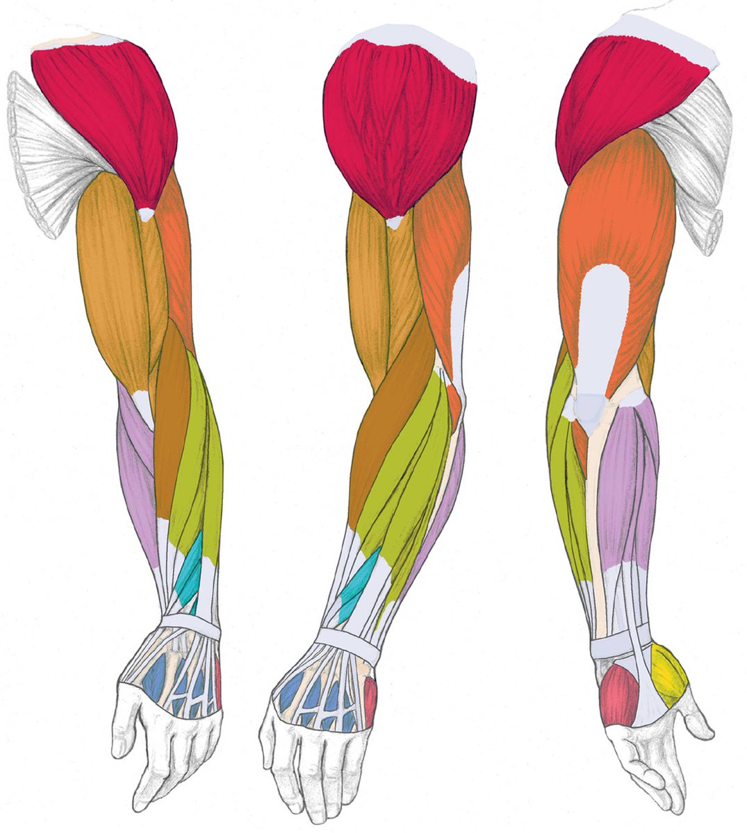 AskCoachKev's tweet photo. All the exercises you should do for each part of your arm: https://t.co/TN66Z0EqJP