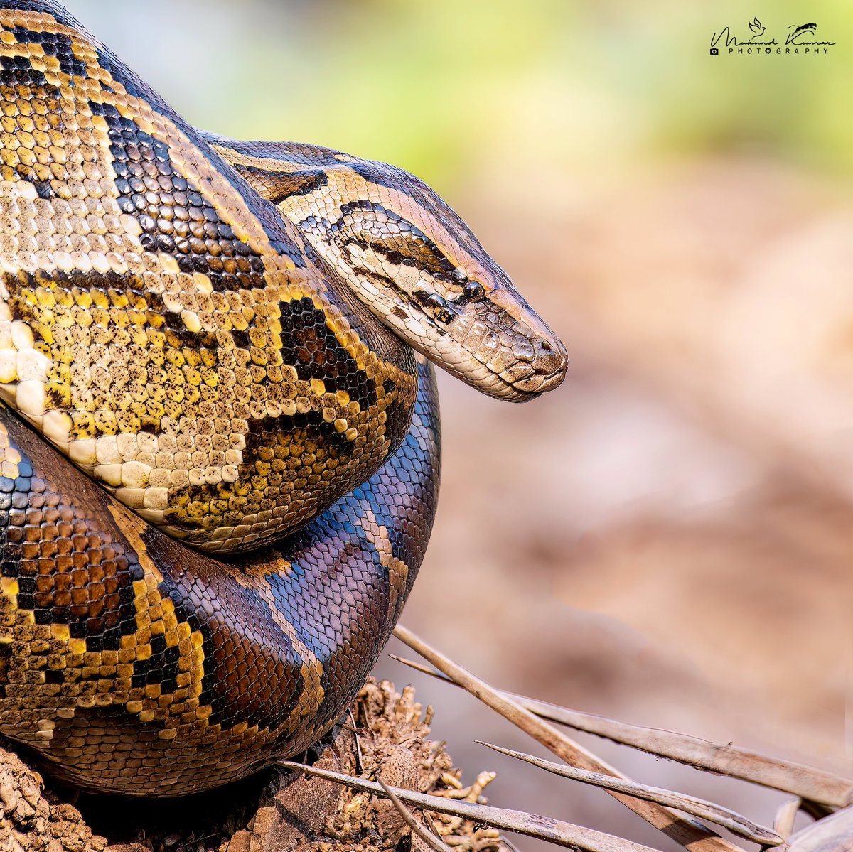 Indian Python #Python #snake #birdwatching #photography #natgeoyourshot #natgeo #natgeowild #yourshotphotographer #TwitterNatureCommunity #NaturePhotography #IndiAves