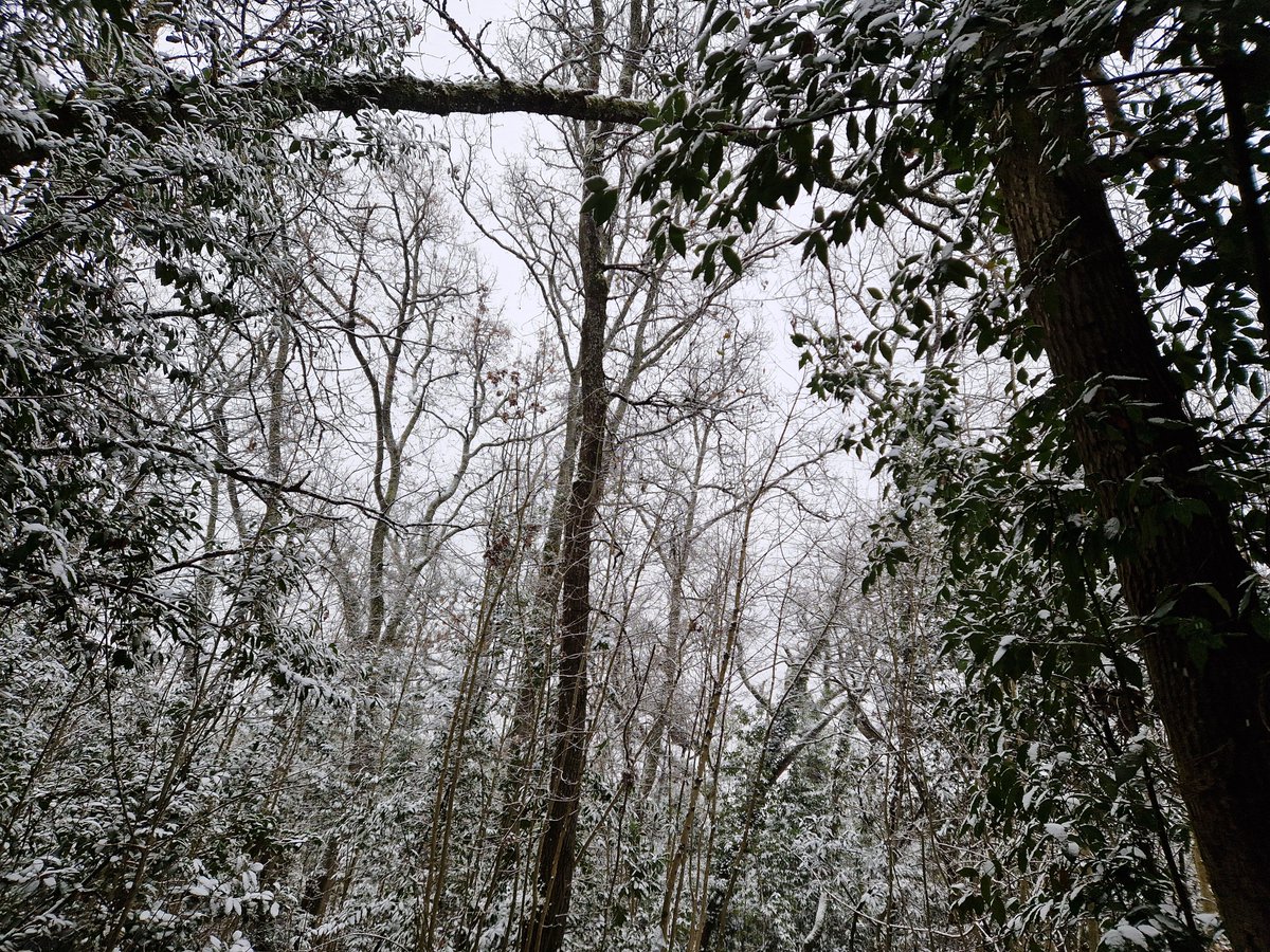 Forêt expérimentale de l'Université de Bordeaux tweet media