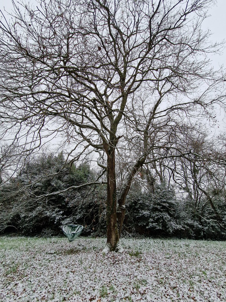 L'hiver, enfin ! ❄️

La neige remplace les feuilles mortes sur le caillebotis et les glands dans les filets.

La forêt dort, c'est le calme plat sur les capteurs de suivi  des arbres. Mais sur le site de l'<a href="/univbordeaux/">Université de Bordeaux</a> , la suite de nos projets se prépare.