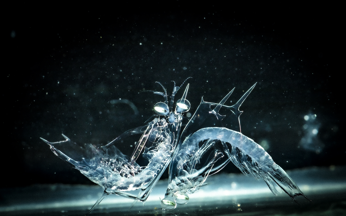 WHOI's tweet photo. 🦐 A mantis shrimp appears to bow to another – like sumo wrestlers before a match!
Known for their fighting prowess, mantis shrimp deploy their "spear" in >30 milliseconds to skewer or stun opponents larger than themselves.
#WeirdOcean #KeepItWeird
📸 by Daniel Cojanu © #WHOI https://t.co/Rem7I7zmYC