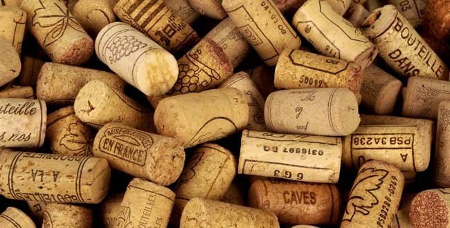 tifanmXla's tweet photo. Eskew te konen bouchon diven 🍷 gen yon gwo fòs  espirityèl ladanl? Ak bwa yo fè bouchon sa  rele
 Chêne-Liège ,nom scientifique li Quercus Suber .Siw pat konen sa map fè’w konen lèw gen yon liège nan pòch ou ,Oubyen nan valiz ou ,devan machin ou ,devan motow ,gen kèk danje li ka epanye pou wou nenpot kotel ta soti a.
Li eficaz kont tout vye atak espirityèl ak danje .Li difisil pou yon malfektè ta fèw mal depi liège la sou wou.
Sitou siw se yon moun ki konn mache byen ta ak moun ki toujou dèyè yon volan.
Pa jete liège la ,konsèvel.
