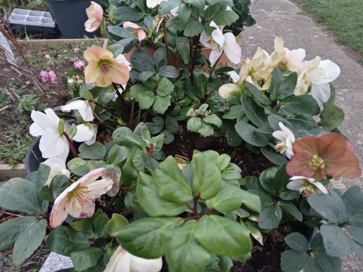 Signs of life in a Winter garden today ...... <a href="/followstannes/">St. Anne's Mixed N.S.</a>