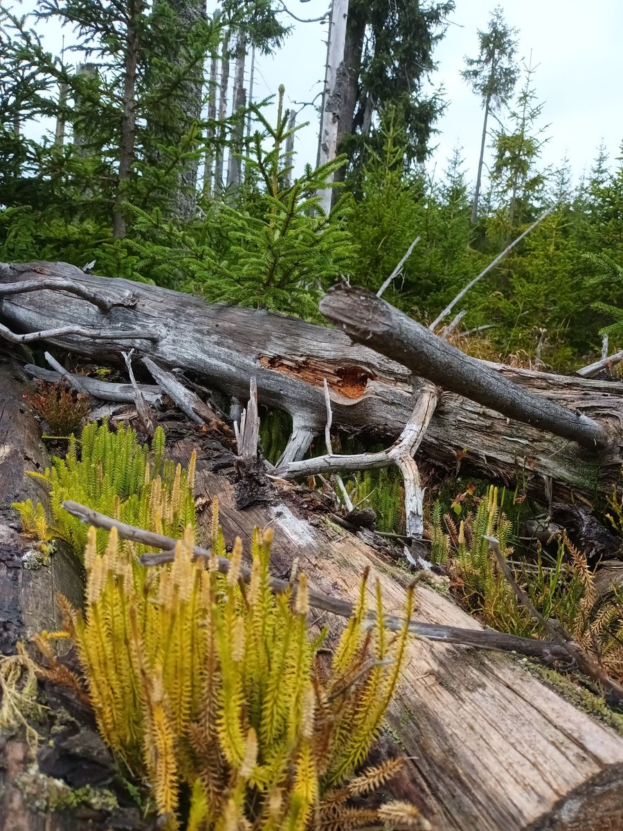 Martin Bouda (@boudalab) on Twitter photo Come work with us <a href="/SpaceTimeEco/">Department of Geoecology</a> <a href="/IBOTCZ/">Botanický ústav AV ČR/Institute of Botany CAS</a>
-> a 3-yr postdoc
-> belowground drought ecophysiology
-> forest hydrodynamic function
-> fieldwork in some of the largest unmanaged ecosystems in Central Europe
Please RT and find the full job details here:
egu.eu/jobs/5658/post… Come work with us <a href="/SpaceTimeEco/">Department of Geoecology</a> <a href="/IBOTCZ/">Botanický ústav AV ČR/Institute of Botany CAS</a>
-> a 3-yr postdoc
-> belowground drought ecophysiology
-> forest hydrodynamic function
-> fieldwork in some of the largest unmanaged ecosystems in Central Europe
Please RT and find the full job details here:
egu.eu/jobs/5658/post…